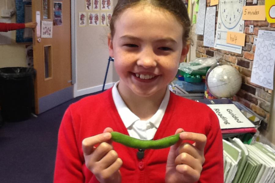 Brilliant Broad Beans Broadbent Fold Nursery & Primary School